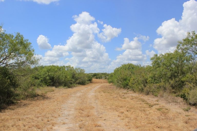 677 Acres, Live Oak County, Texas The Texas Ranch Company
