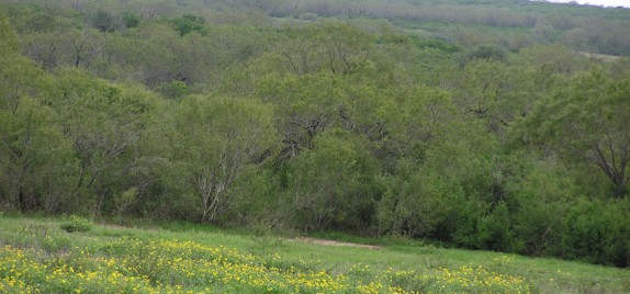 Pearsall Ranch, 739 acres, Frio County – The Texas Ranch Company