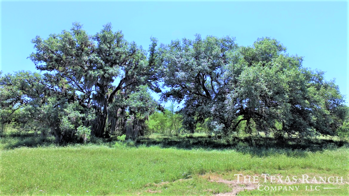 Berclair City The Texas Ranch Company