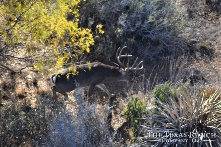 1,126 Acres, Dimmit County, Texas The Texas Ranch Company