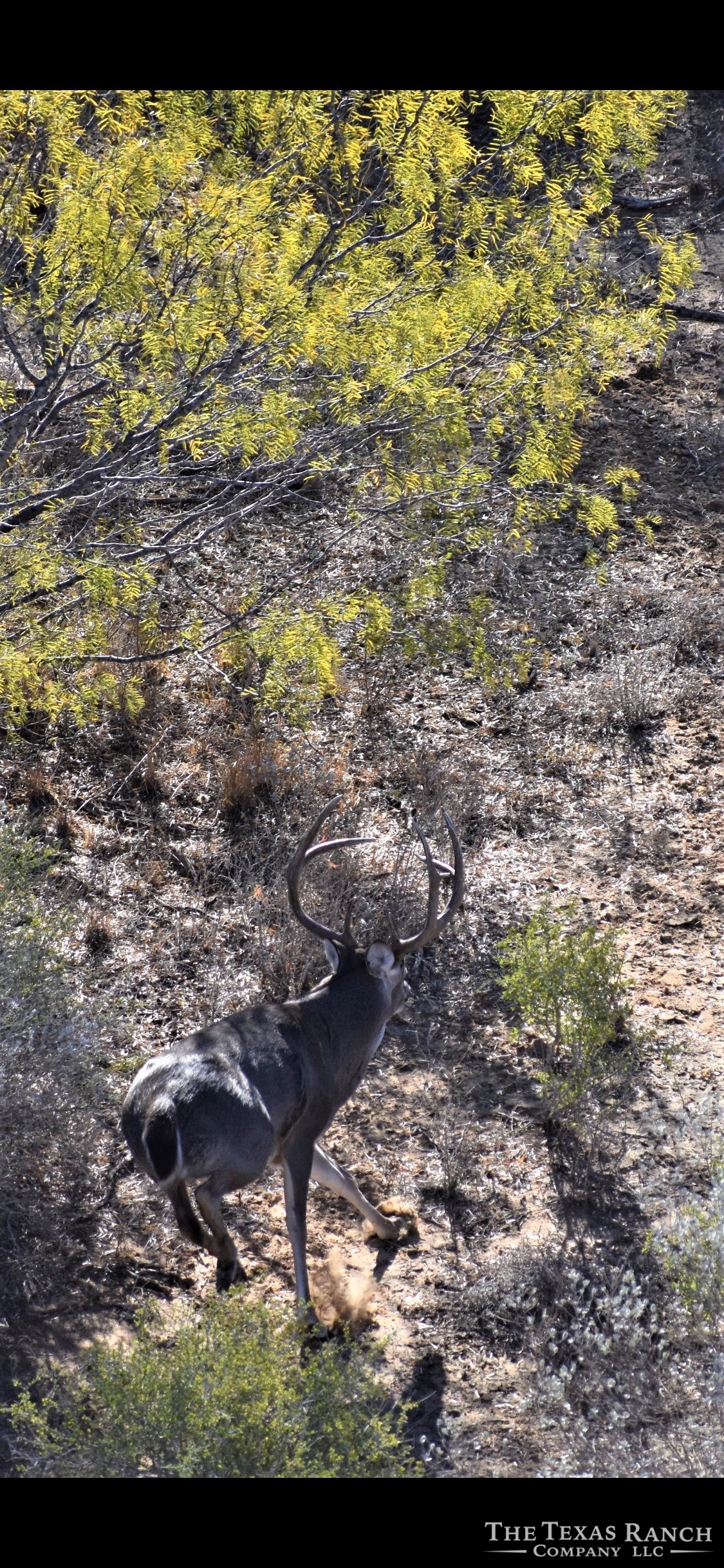 1,126 Acres, Dimmit County, Texas The Texas Ranch Company