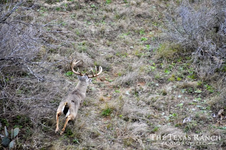 1,126 Acres, Dimmit County, Texas The Texas Ranch Company