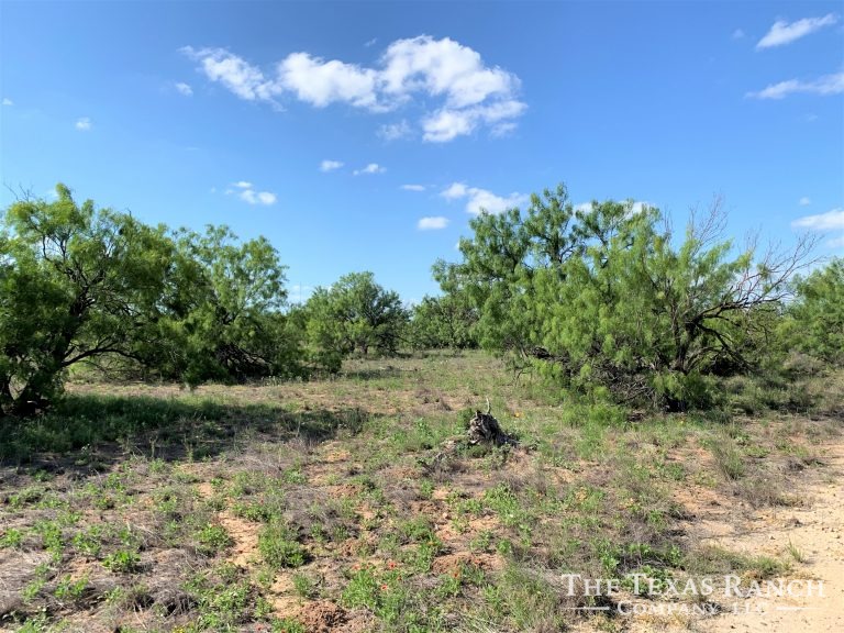 1,126 Acres, Dimmit County, Texas The Texas Ranch Company