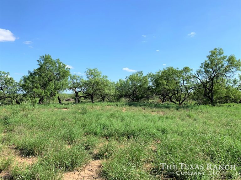 1,126 Acres, Dimmit County, Texas The Texas Ranch Company